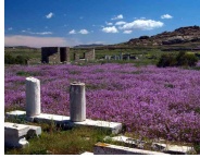 Delos Island At Spring Time