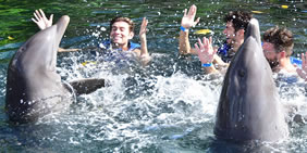 Dolphins gay excursion