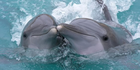Dolphin Kiss