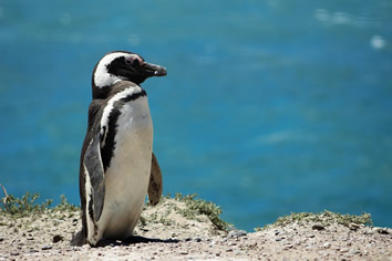 Patagonia penguin