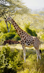 Gay Botswana Safari Tour