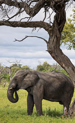 Gay Botswana Safari Tour
