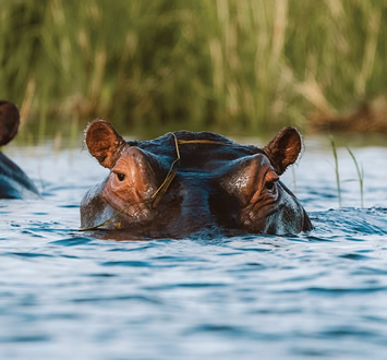 Gay Botswana tour