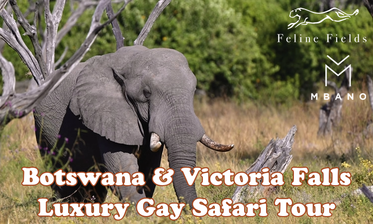 Botswana & Victoria Falls Luxury Gay Safari Tour