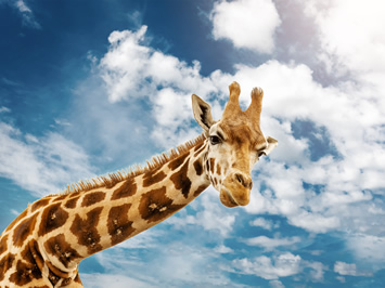 Bootswana giraffe