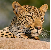 Botswana luxury gay safari