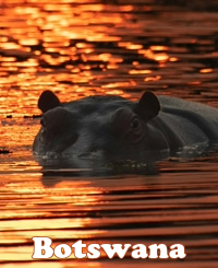 Botswana Luxury Gay Safari Tour