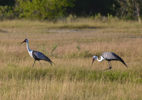 Feline Fields Vintage Camp birding