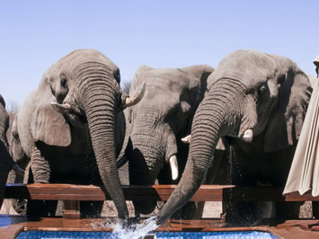 Feline Fields elephants