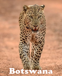 Botswana Luxury Lesbian Safari Tour