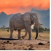 Botswana luxury lesbian safari