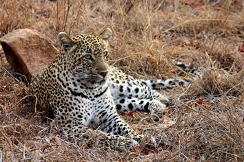 South Africa gay safari leopard