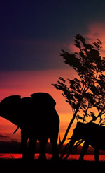 Africa Luxury Gay Safari Tour