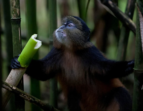 Golden Monkey Trekking