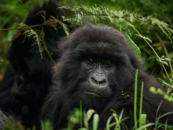 Gay Victoria Falls trip