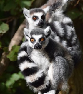 Madagascar gay safari