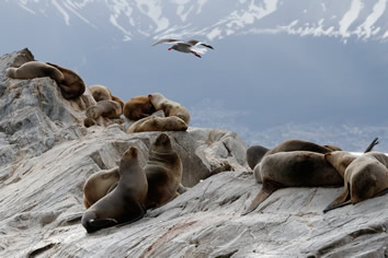 Patagonia gay tour sea lions