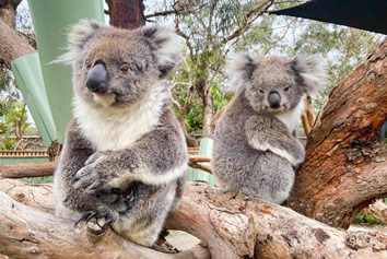 Australia gay tour - Moonlit Sanctuary a wildlife Conservation Park