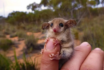 Australia gay tour - Pygmy possum