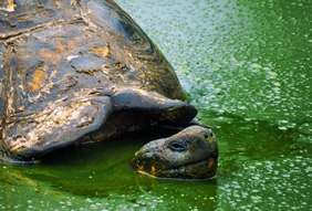 Exclusively Gay Galapagos Tour