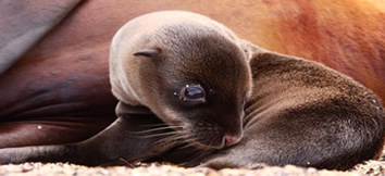 Galapagos Gay Tour