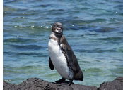 Galapagos Gay Tour - San Bartolome Island