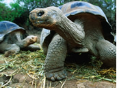 Galapagos Gay Tour - Santa Cruz Island