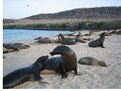 Galapagos Gay Tour - Santa Fe Island