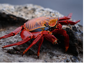 Galapagos Gay Tour - South Plaza Island