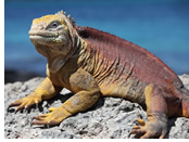 Galapagos Gay Tour - South Plaza Island