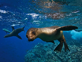 Exclusively Gay Galapagos Tour
