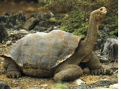 Ecuador Galapagos Gay Tour