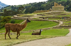 Gay Ecuador Tour - Ingapirca