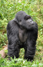 Rwanda Gorilla Gay Safari Tour