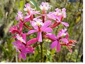 Peru Gay Tour - Machu Picchu Orchids
