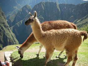 Exclusively Gay Machu Picchu Tour