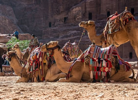 Petra camels