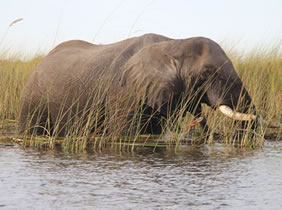 South Africa gay safari elephant