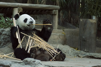 Beijing Zoo Panda