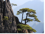 Huangshan Mountain gay tour