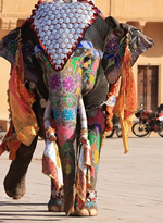 India Luxury Gay Tour