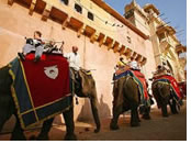 India gay tour - Elephant safari Jaipur