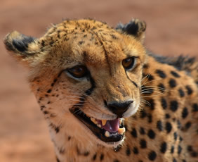 Namibia cheetah