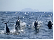 Oman gay tour - dolphin watching