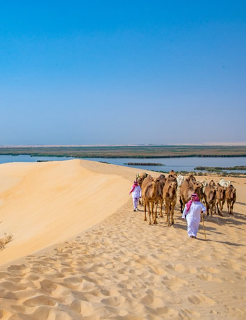 Saudi Arabia camels