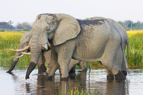 Africa gay safari elephants