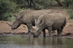 South Africa gay safari rhino couple
