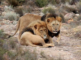 South Africa gay safari adventure