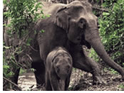 Laos elephant sanctuary