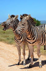 South Africa Gay Safari Tour